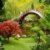Creating the Perfect Garden Using Feng Shui