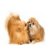 Feng Shui and Your Pets